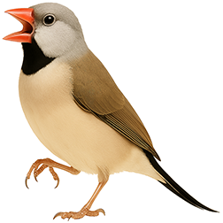 Long-tailed Finch